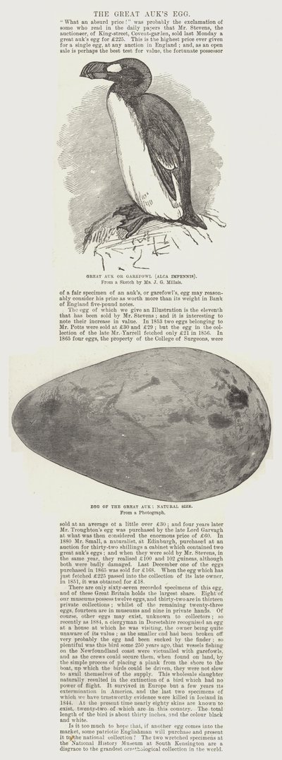 The Great Auk